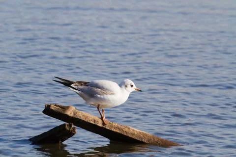 Black headed gull Stock Photos