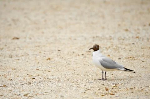Black headed gull Stock Photos