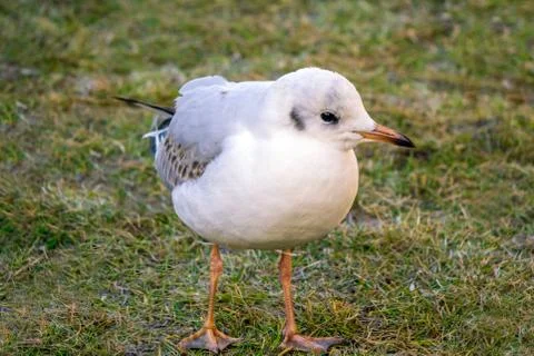 Black-headed Gull Stock Photos