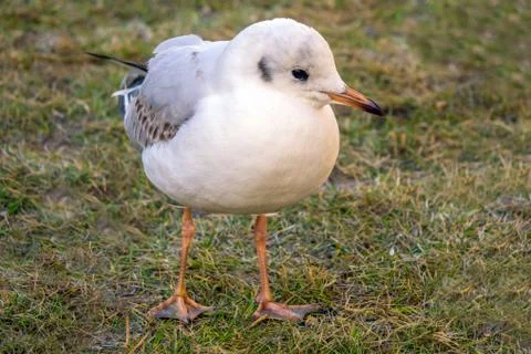 Black-headed Gull Stock Photos