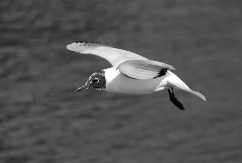 Black Headed Gull Stock Photos