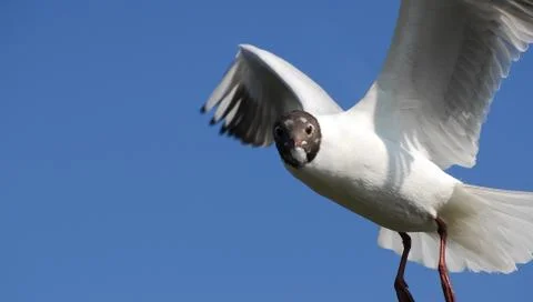Black Headed Gull Stock Photos