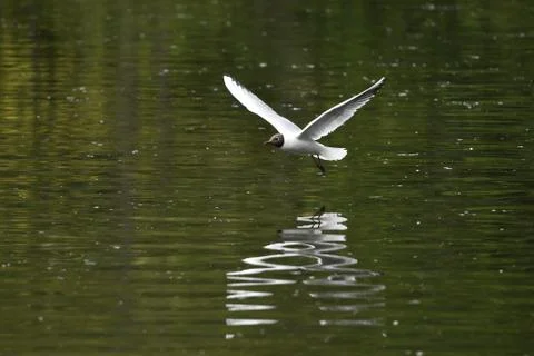 Black Headed Gull Фото