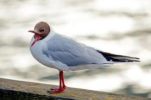 Black-headed Gull Foto stock