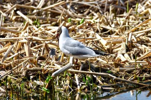 Black headed gull Stock Photos