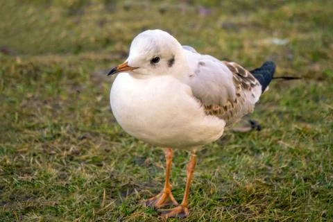 Black-headed Gull Stock Photos