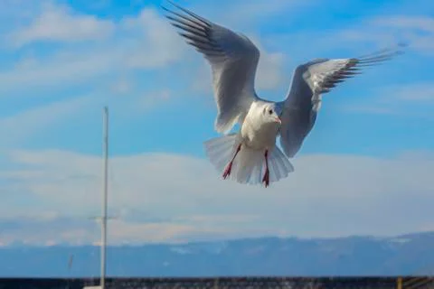 Black-headed Gull. Stock Photos
