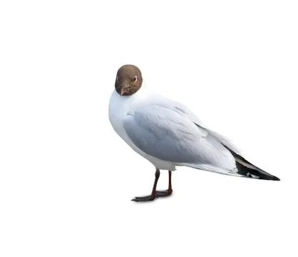 Black headed gull Foto stock