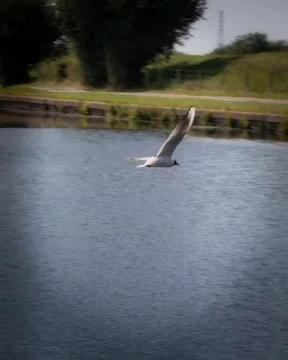 Black-headed gull Stock Photos