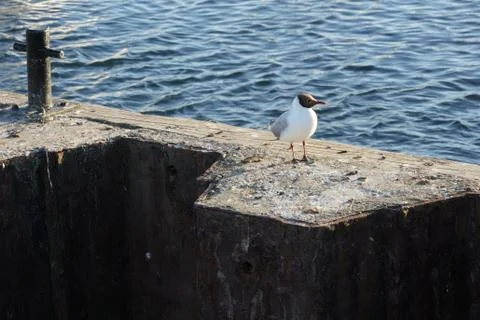 Black Headed Gull Stock Photos