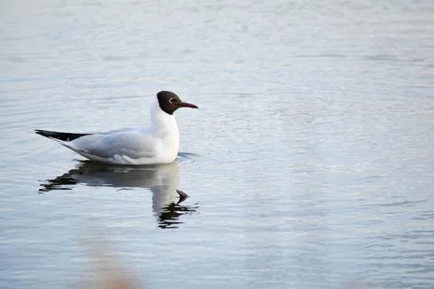 Black headed gull Stock Photos