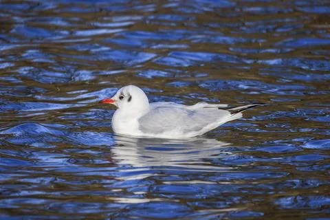 Black-headed gull 写真素材