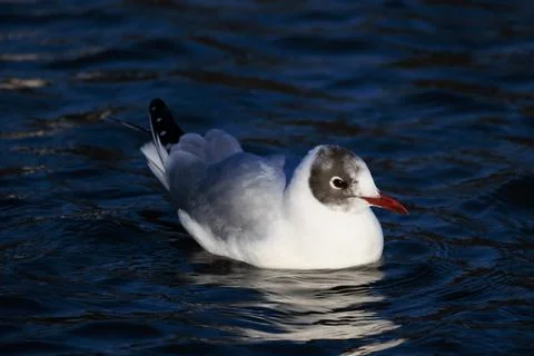 Black-headed gull Stock Photos