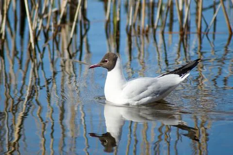 Black-headed gull Stock Photos