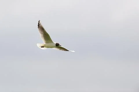 Black headed gull Foto stock