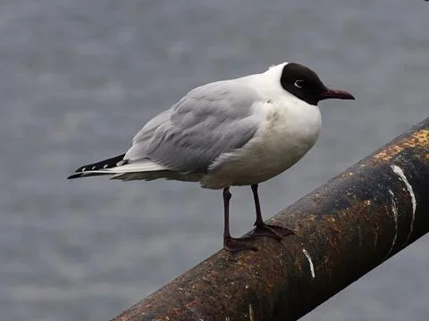 Black Headed Gull Stock Photos