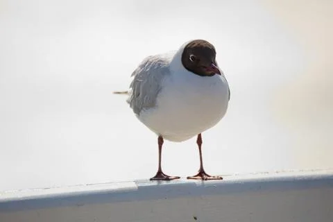 Black-headed gull. Foto stock