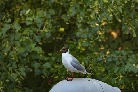 Black headed gull Stock Photos