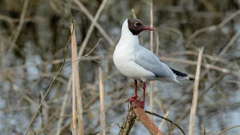 Black headed gull Stock Photos