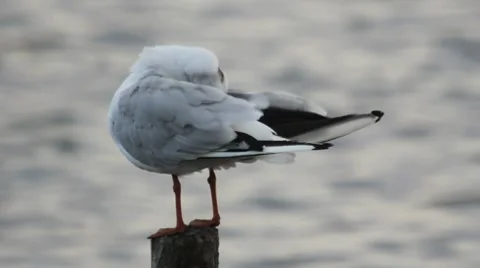 Black headed Gull preening on a post / Mouette rieuse Stock Footage 8508574
