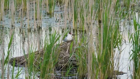Black-headed Gull in Reeds by Ros River, Ukraine Stock Footage 326278585