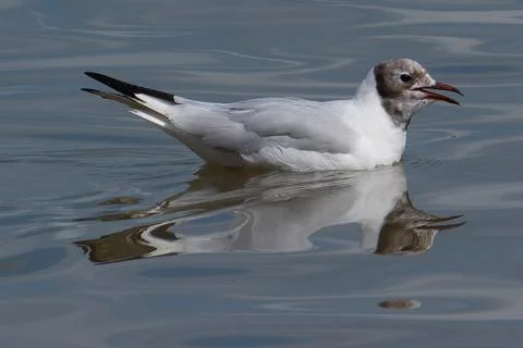 Black headed gull with reflection close up Stock Photos