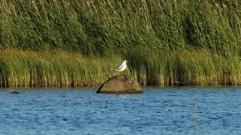 Black-headed gull on the rock Stock Footage 106171532