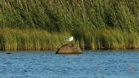 Black-headed gull on the rock Stock Footage 106171607