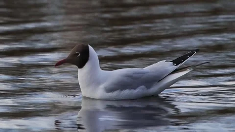 Black-headed Gull sails across the lake Stock Footage 291078028