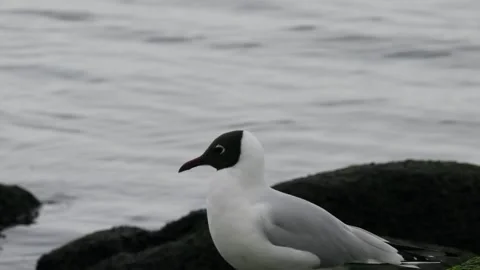 Black-headed Gull on the seashore Stock Footage 284945972