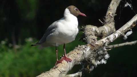 Black-headed gull sitting on a branch of a fallen tree and preens its feather Video stock 119059003