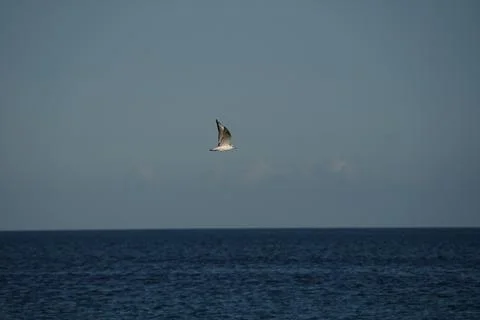 Black Headed Gull Soaring 2 Stock-Fotos