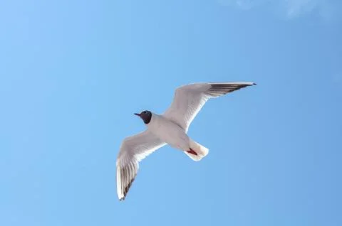 Black-headed gull soaring in clear blue sky Stock Photos