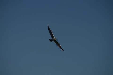 Black Headed Gull Soaring Foto stock