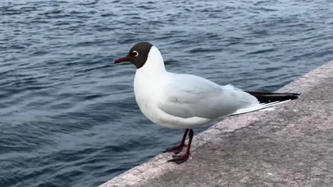 Black-headed Gull stand stone embankment near sea Video stock 332132007