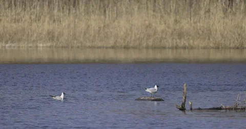 Black-headed gull standing on a bough, 4K slomo Stock Footage 194016125