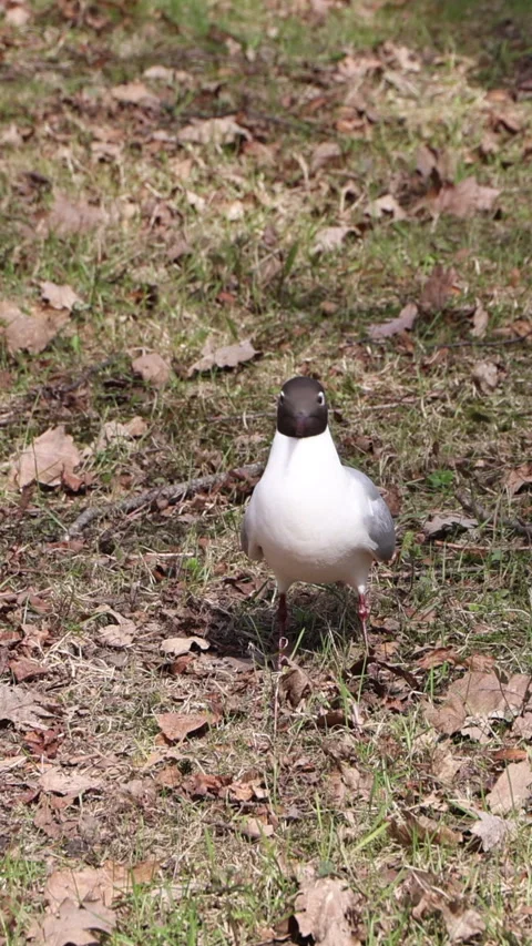 Black headed gull standing on grass with dry leaves. Vertical 스톡 동영상 332066829