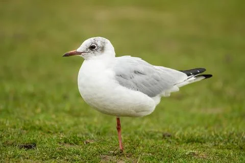 Black Headed Gull Standing on Grass in Richmond Park Stock Photos