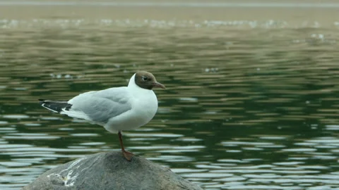 Black-headed gull stands Stock Footage 98202494