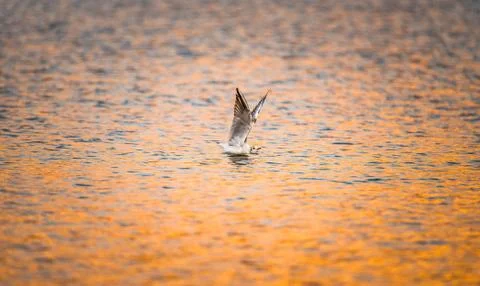 A black-headed gull stretching its wings on colorful reflected water at sunset Stock Photos