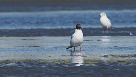 Black-headed gull summer plumage in japan Stock Footage 337227591