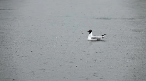 Black-headed gull swimming under the heavy rain in slow motion Видео 64586547