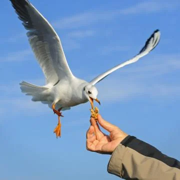 Black-headed Gull takes the bread from the hand on the fly, Netherlands 스톡 사진