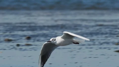 Black-headed gull taking flight (with calls) Stock Footage 337227605