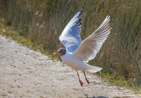 Black-Headed Gull Taking Flight with Food Stock Photos