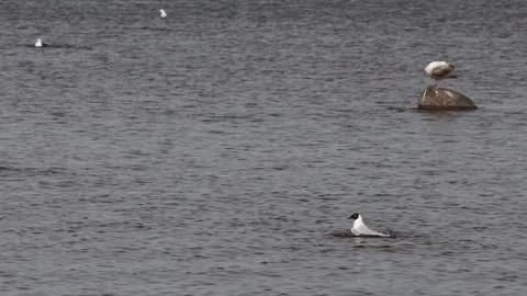 Black headed gull taking off from water surface 스톡 동영상 332282341