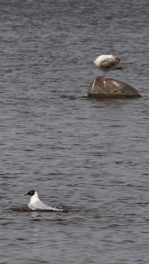 Black headed gull taking off from water surface. Vertical 스톡 동영상 334658581