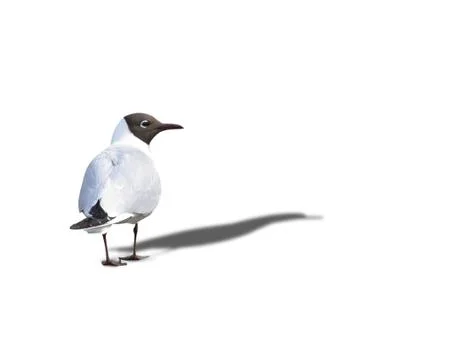 Black headed gull turned its back Foto stock