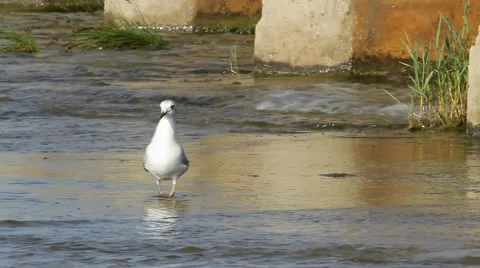 Black-headed Gull on water / Larus ridibundus / Chroicocephalus ridibundus Stock Footage 40366635