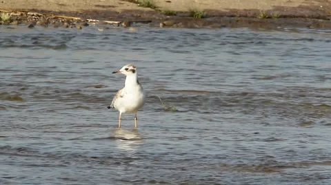 Black-headed Gull on water / Larus ridibundus / Chroicocephalus ridibundus Stock Footage 40366667